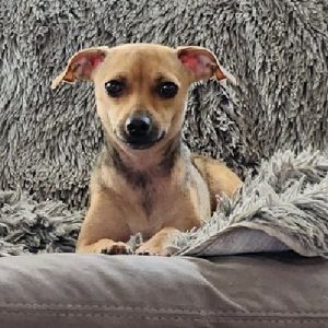 PERSONALITY playful shy with new situations BREED chihuahuaterrier mix AGE  2 years WEIGHT 12l