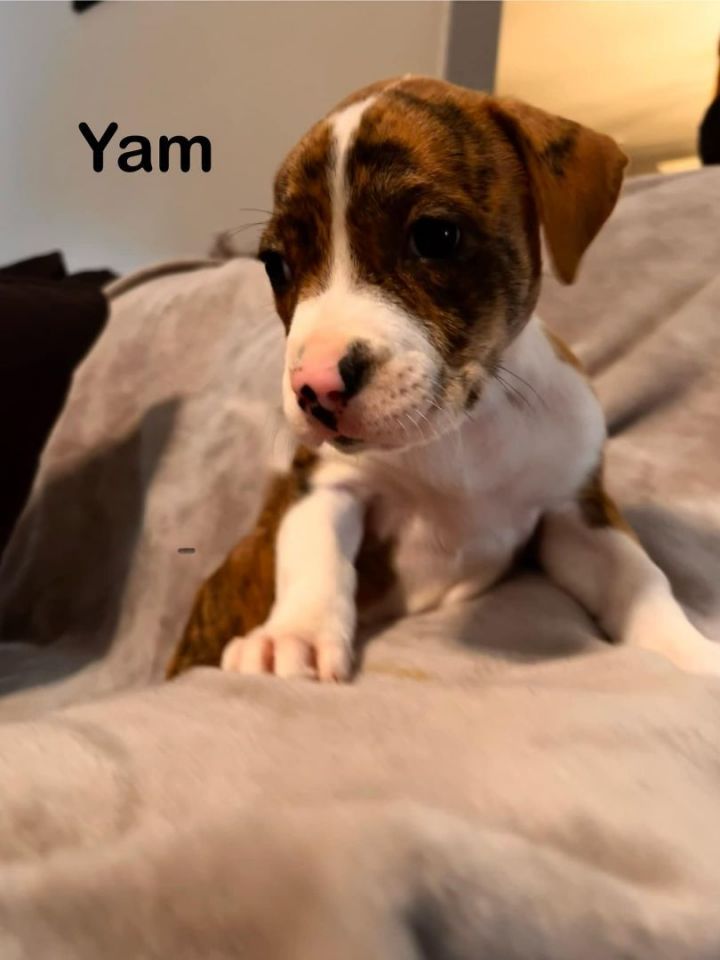 Yam, an adoptable American Staffordshire Terrier in Manhattan, KS_image-3