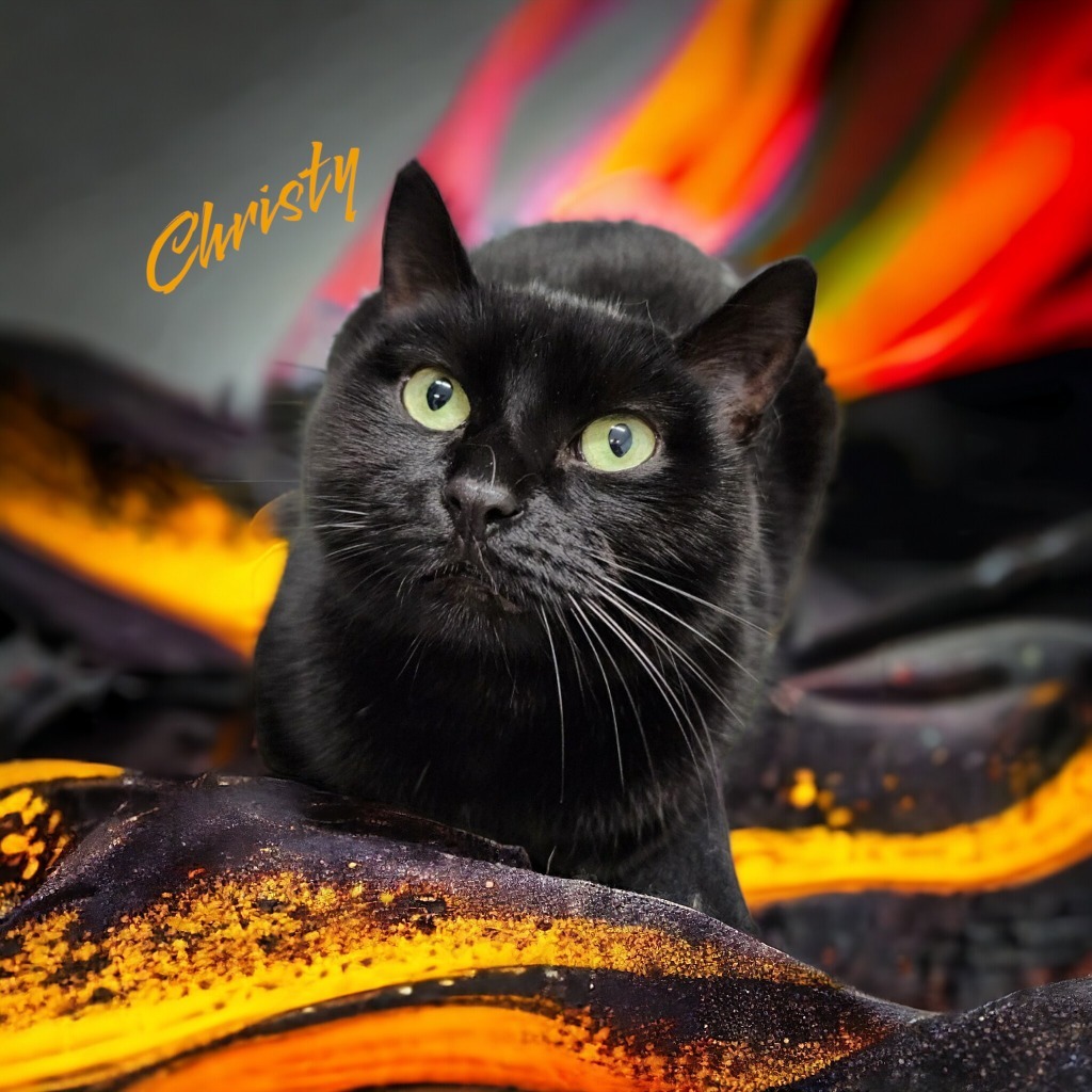 Christy, an adoptable Domestic Short Hair in Muskegon, MI, 49443 | Photo Image 1