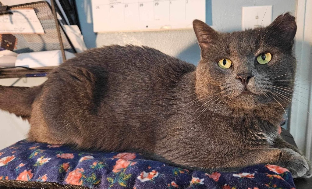 Smokey, an adoptable Domestic Short Hair in Hoover , AL, 35226 | Photo Image 1