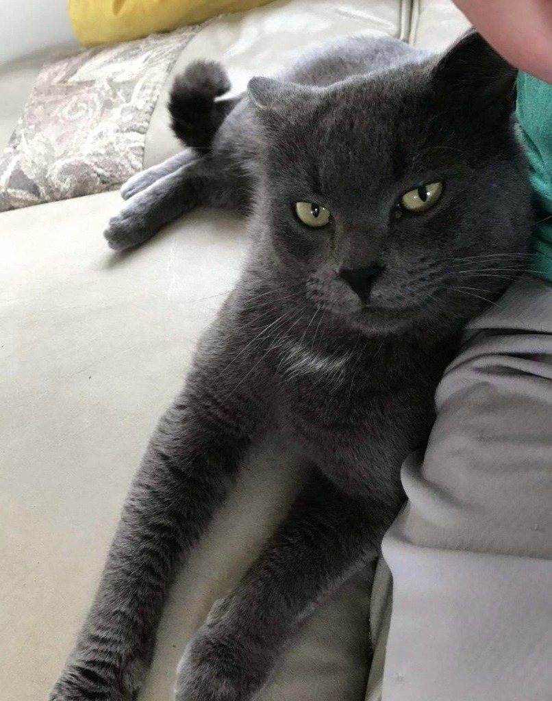 Smokey, an adoptable Domestic Short Hair in Hoover , AL, 35226 | Photo Image 2