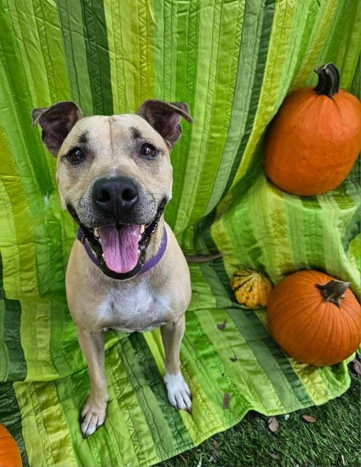 Max Mitchell, an adoptable Terrier Mix in Fort Myers, FL_image-1