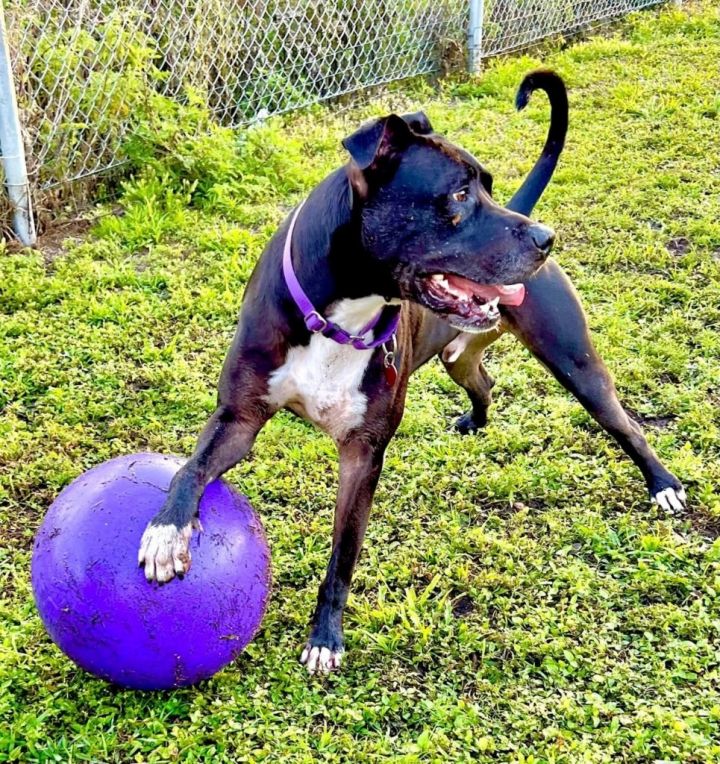 Major, an adoptable Terrier & Labrador Retriever Mix in Fort Myers, FL_image-4
