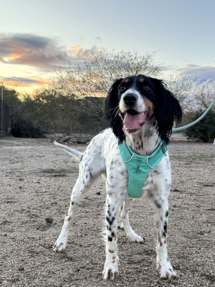 Aspen, an adoptable Brittany Spaniel in Hereford, AZ_image-1