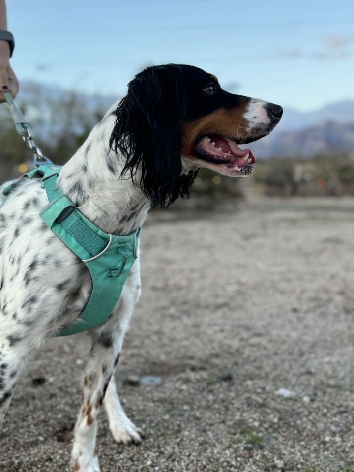 Aspen, an adoptable Brittany Spaniel in Hereford, AZ_image-2