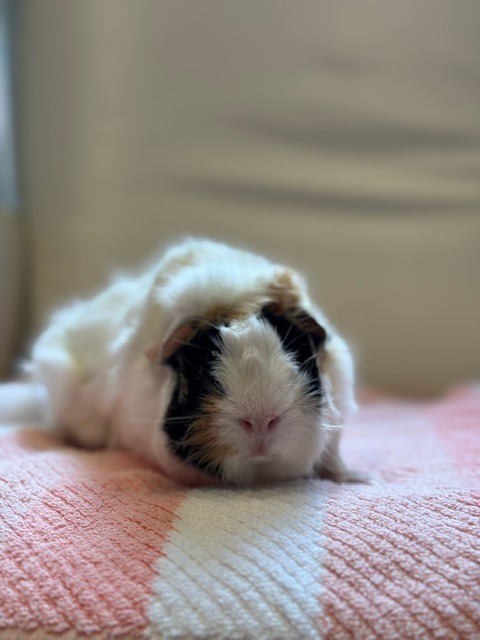 Apple, an adoptable Guinea Pig in Scotts Valley, CA_image-1