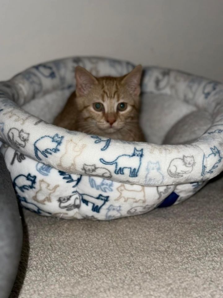 Copper, an adoptable Domestic Short Hair Mix in Poplar Grove, IL_image-3