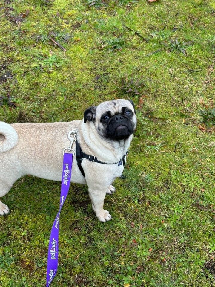 Brandi, an adoptable Pug in St. Helens, OR_image-1