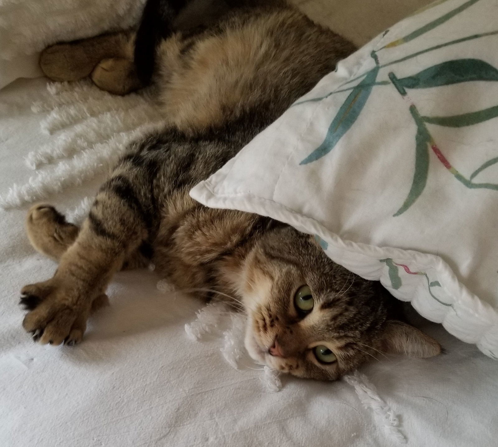 Kimber, an adoptable Tabby, Domestic Short Hair in Traverse City, MI, 49686 | Photo Image 1