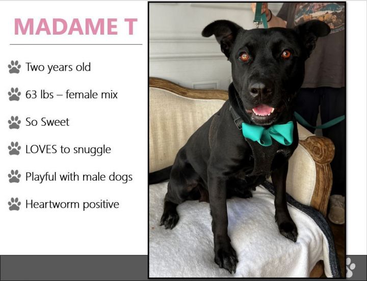 Foster Me! Madame T!, an adoptable Terrier in Oswego, IL_image-2