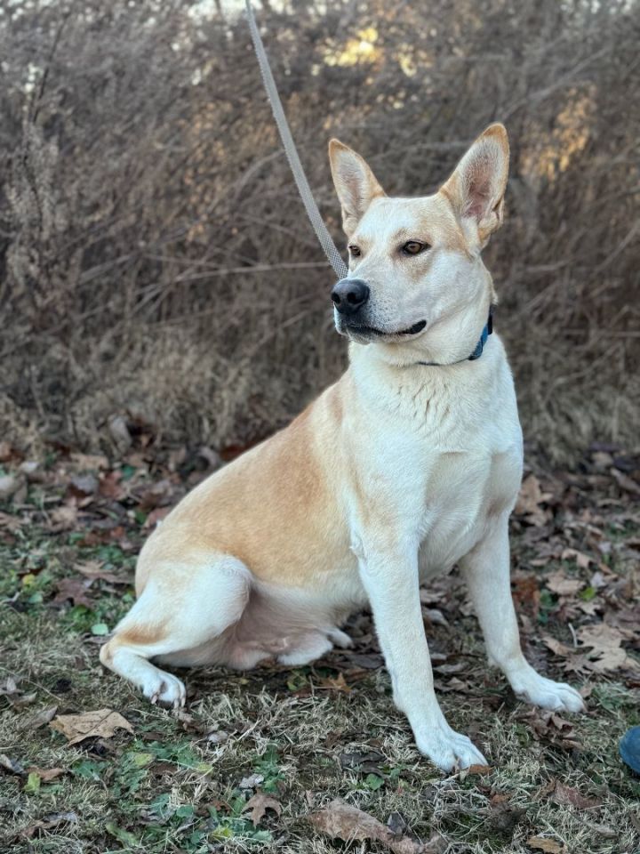 Canaan dog hot sale adoption