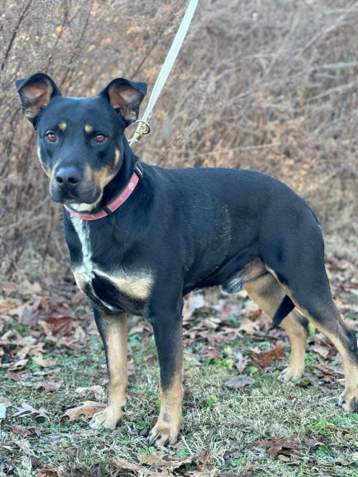 Blue heeler store and rottweiler mix