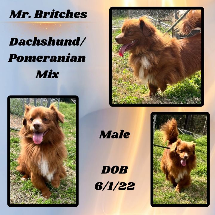 Dachshund pomeranian best sale mix puppies