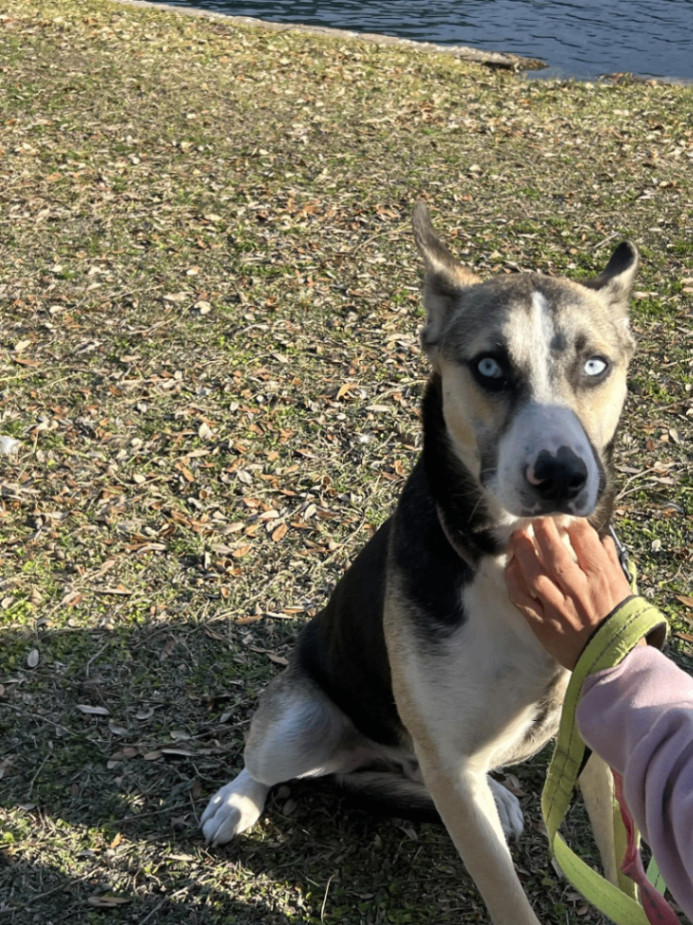 Dog for adoption - Spike, a German Shepherd Dog & Husky Mix in