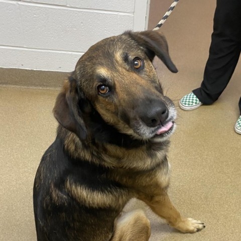 Chad, an adoptable Shepherd in Corpus Christi, TX, 78415 | Photo Image 2