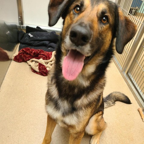 Chad, an adoptable Shepherd in Corpus Christi, TX, 78415 | Photo Image 4