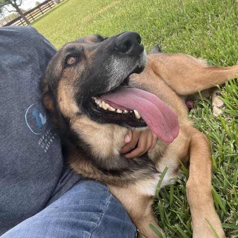 Chad, an adoptable Shepherd in Corpus Christi, TX, 78415 | Photo Image 6