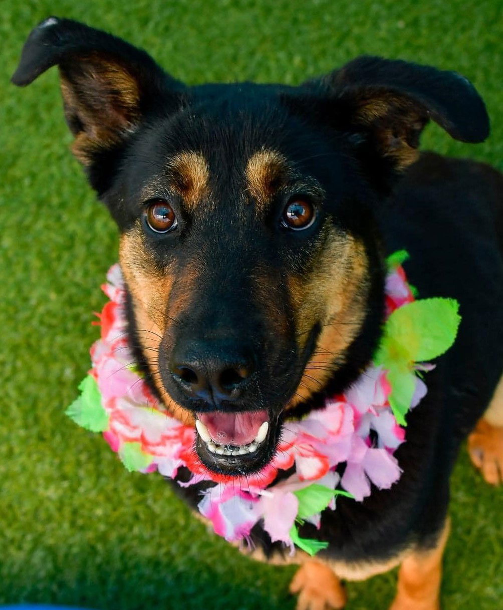 Margarita, an adoptable Australian Shepherd in Hillsboro, NH, 03244 | Photo Image 1