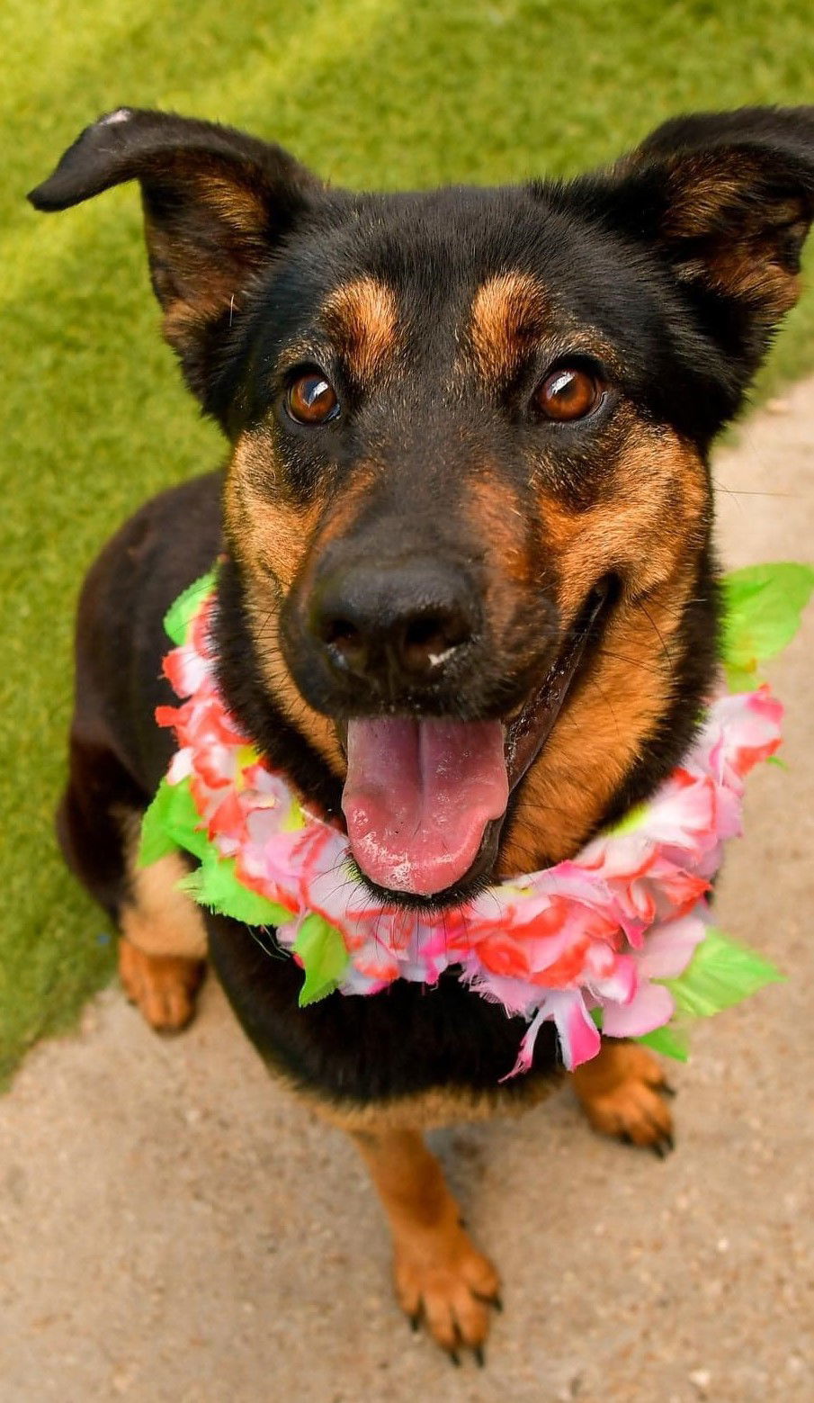 Margarita, an adoptable Australian Shepherd in Hillsboro, NH, 03244 | Photo Image 2