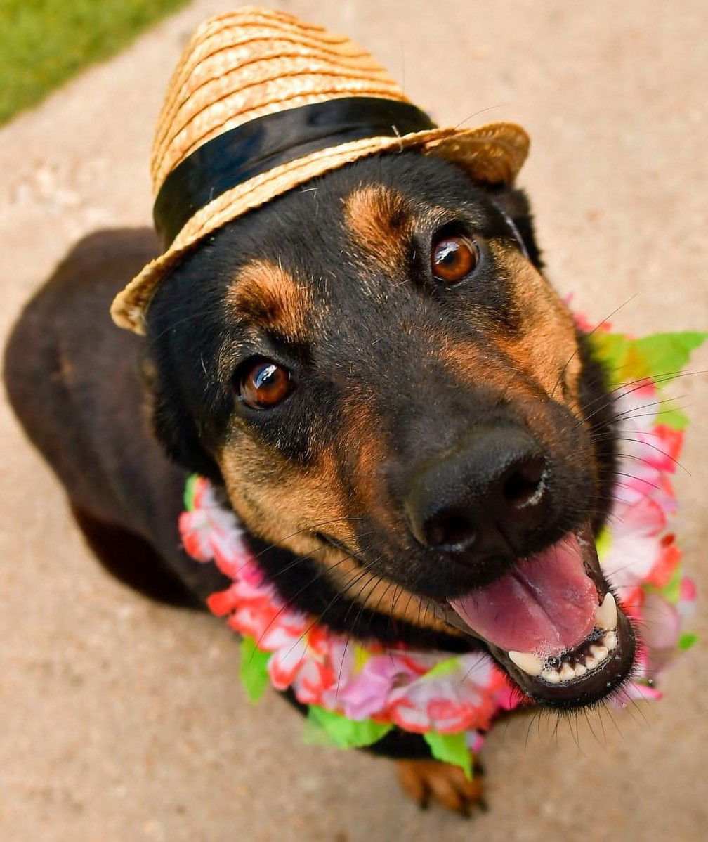 Margarita, an adoptable Australian Shepherd in Hillsboro, NH, 03244 | Photo Image 3