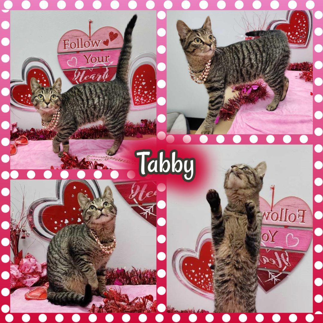 Tabby 
