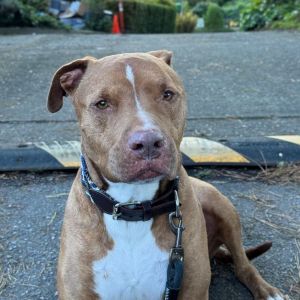 Buddy is perfect for someone who wants a chill and loving Pitty His favorite hobby is sleeping and