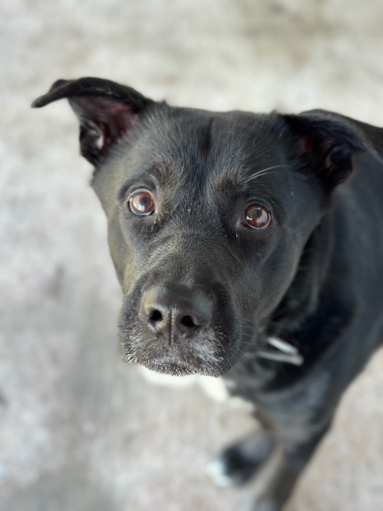 Spark, an adoptable Labrador Retriever, German Shepherd Dog in Peru, NY, 12972 | Photo Image 2