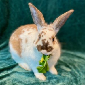 MY ADOPTION FEES ARE WAIVED Hi there My name is Jack I am neutered male bunny who currently weigh