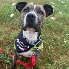 Hope, an adoptable Mixed Breed in Dover, NH, 03820 | Photo Image 1