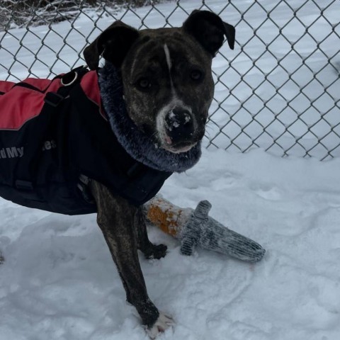 Hope, an adoptable Mixed Breed in Dover, NH, 03820 | Photo Image 3