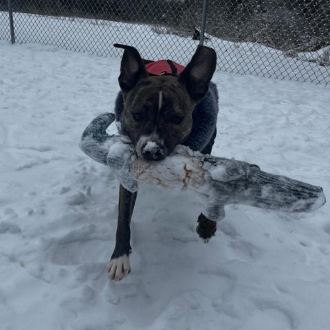 Hope, an adoptable Mixed Breed in Dover, NH, 03820 | Photo Image 4