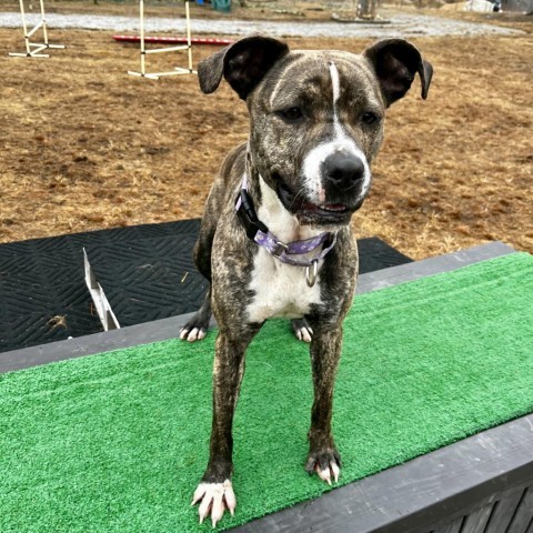 Hope, an adoptable Mixed Breed in Dover, NH, 03820 | Photo Image 5