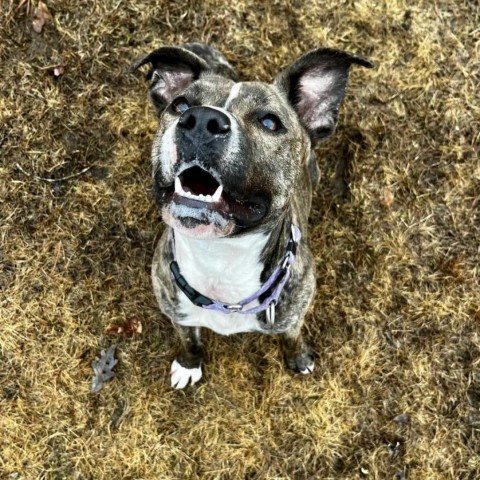 Hope, an adoptable Mixed Breed in Dover, NH, 03820 | Photo Image 6