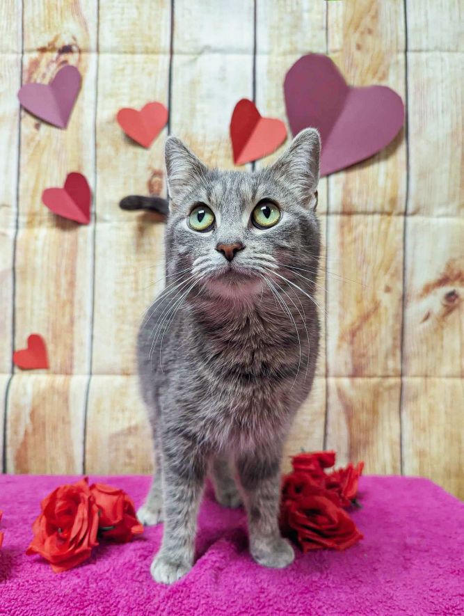 Cat for adoption - Valentine, a Domestic Short Hair in Oconto, WI ...