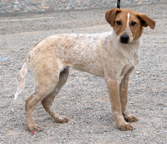 Small dog adoption sales albuquerque