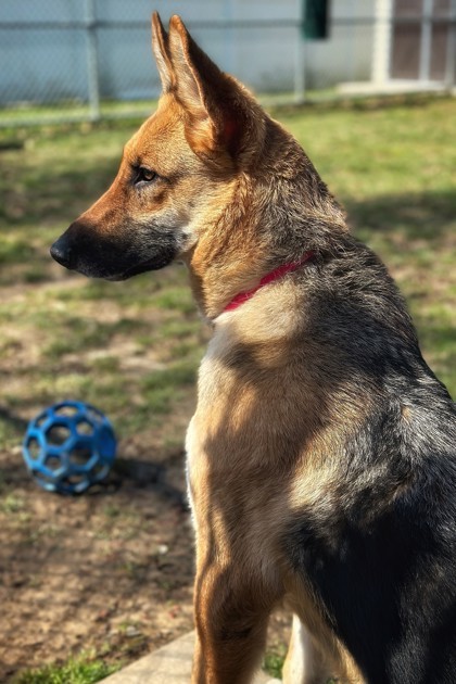 Lola, an adoptable German Shepherd Dog Mix in Bensalem, PA_image-1