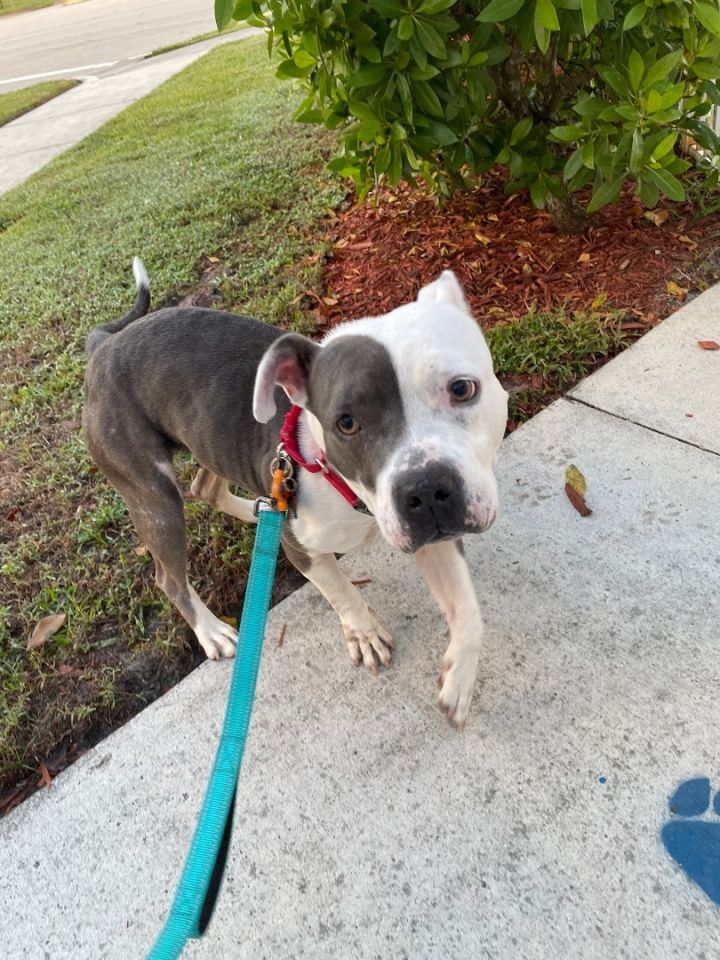 Tia, an adoptable American Staffordshire Terrier Mix in Port Saint Lucie, FL_image-2