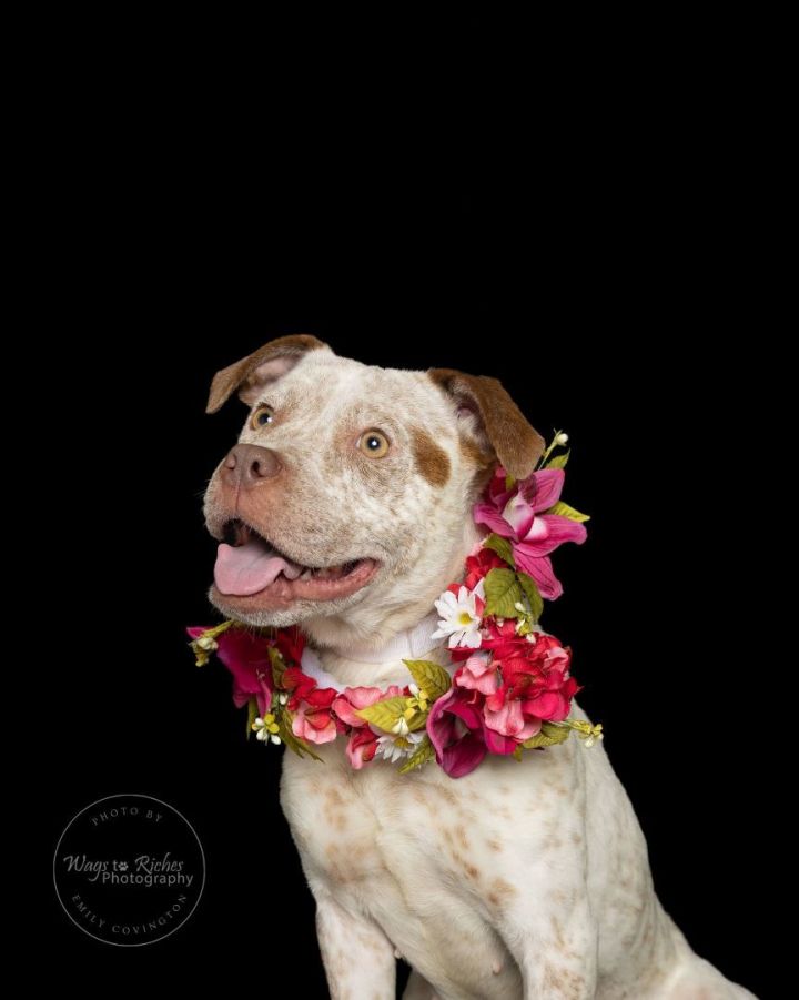 Kiwi , an adoptable Australian Cattle Dog / Blue Heeler & Terrier Mix in Tuscaloosa, AL_image-3