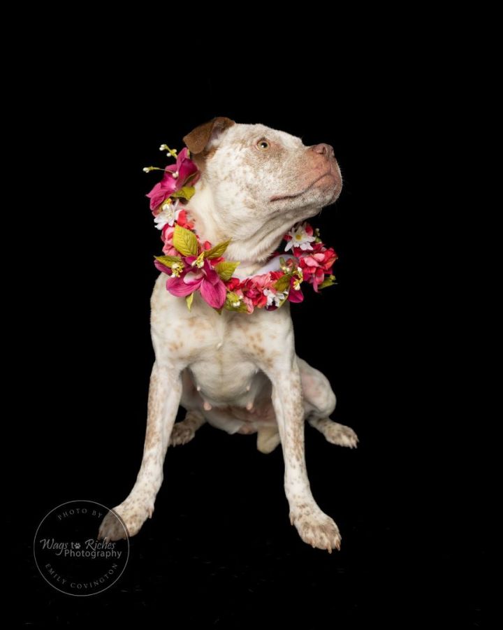 Kiwi , an adoptable Australian Cattle Dog / Blue Heeler & Terrier Mix in Tuscaloosa, AL_image-1