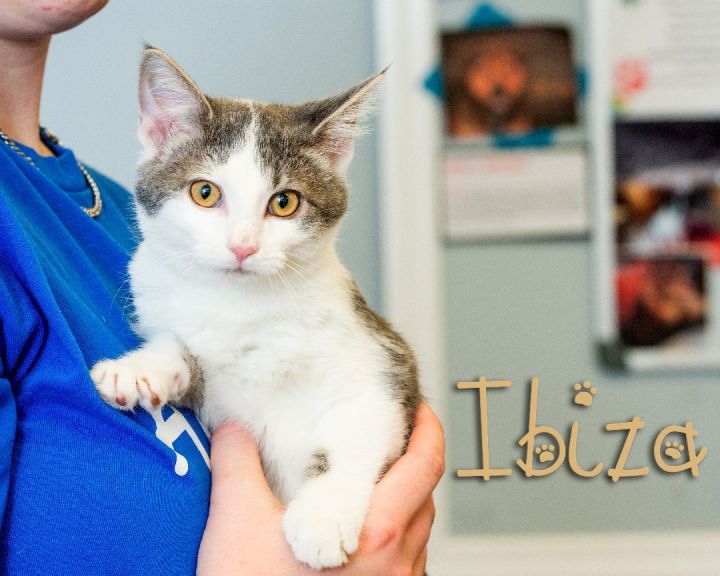 Ibiza, an adopted Domestic Short Hair in Somerset, PA_image-1