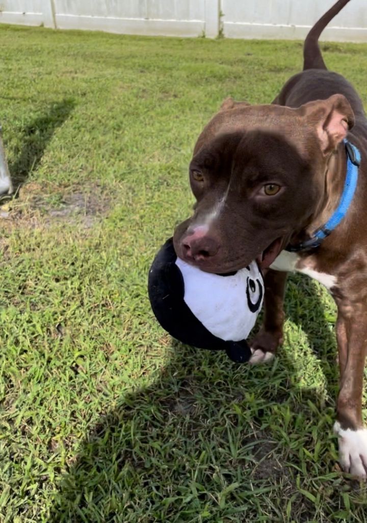 King, an adoptable Pit Bull Terrier & Chocolate Labrador Retriever Mix in Port Saint Lucie, FL_image-3