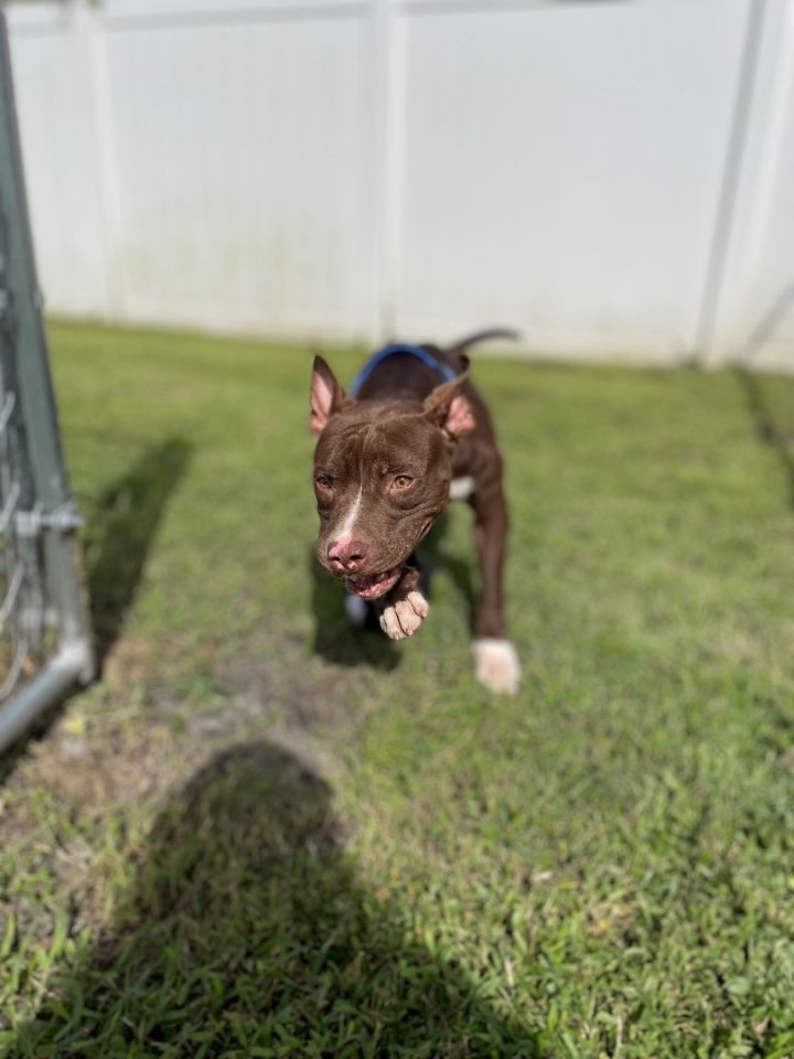 King, an adoptable Pit Bull Terrier & Chocolate Labrador Retriever Mix in Port Saint Lucie, FL_image-4