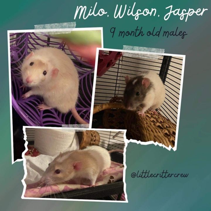 Milo, Wilson and Jasper , an adoptable Rat in Eugene, OR_image-1