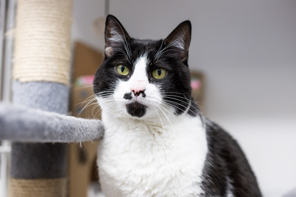 Jeeves, an adoptable Domestic Short Hair Mix in Squamish, BC_image-4