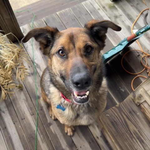 Grunge, an adoptable Shepherd Mix in Chicago, IL_image-1