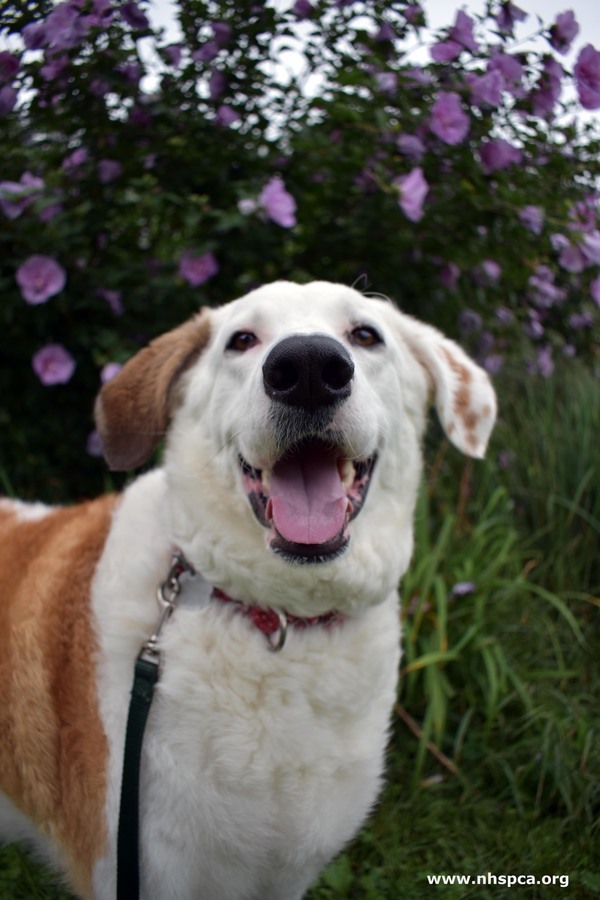 Brownie, an adoptable Great Pyrenees Mix in Stratham, NH_image-2