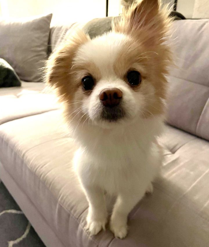 Gizmo, an adoptable Pomeranian & Chihuahua Mix in Verona, NJ_image-1