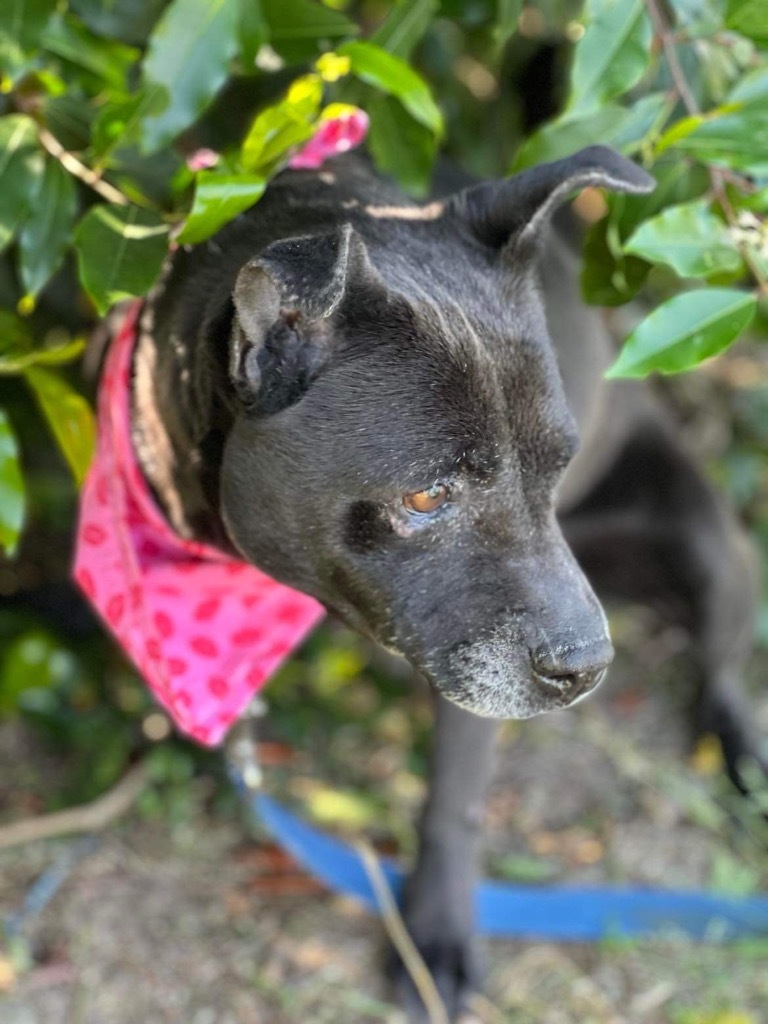 Shelby, an adoptable Terrier in Hartsville, SC, 29550 | Photo Image 2