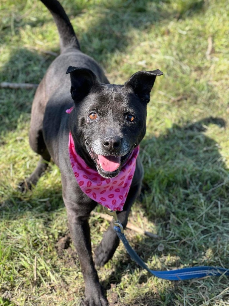 Shelby, an adoptable Terrier in Hartsville, SC, 29550 | Photo Image 2