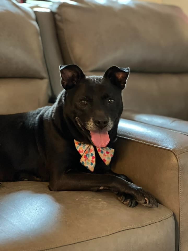 Shelby, an adoptable Terrier in Hartsville, SC, 29550 | Photo Image 5